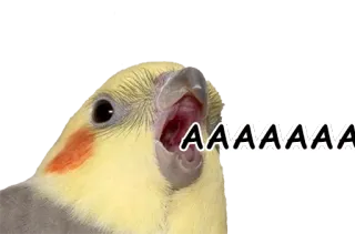 😱 AAAAAAA pássaro, calopsita, grito, berro, meme, papagaio, alto telegram sticker