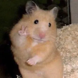 🌟 criceto, animale, animale domestico, roditore, carino, segno di pace telegram sticker