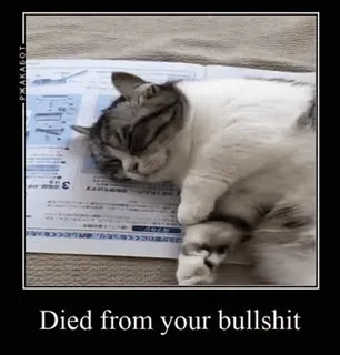 💀 Died from your bullshit 고양이, 웃긴, 유머, 밈, 동물 telegram sticker