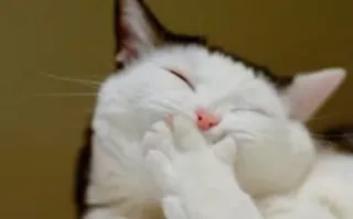 😂 cat, animal, cute, pet, mammal, kitten, domestic cat telegram sticker