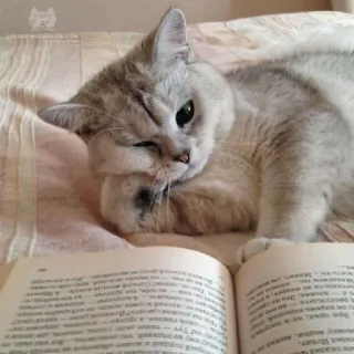 📖 แมว, อ่าน, หนังสือ, สัตว์, สัตว์เลี้ยง telegram sticker