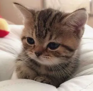 😞 anak kucing, kucing, lucu, binatang, hewan peliharaan, belang telegram sticker