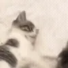 🐱