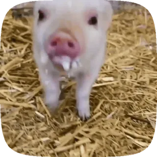 🐷 아기돼지, 돼지, 가축, 귀여운 동물, 새끼 동물 telegram sticker