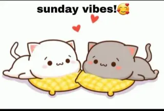 🔥 sunday vibes! cats, sunday, vibes, love, cute, kawaii whatsapp sticker