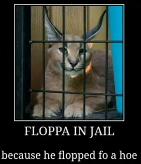 🐱 Floppa FLOPPA IN JAIL
because he flopped fo a hoe Karakal, Floppa, Gefängnis, Meme, Katze telegram sticker