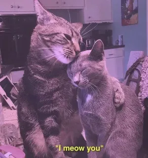 💈 "I meow you" Katzen, Liebe, Tiere, Zuneigung, süß, Miau telegram sticker