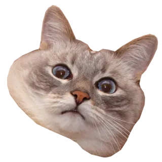😱 cat, animal, pet, cute, funny, meme telegram sticker