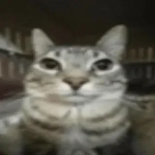 😶 Beluga Beluga YouTube channel cat, feline, beluga, meme, staring, funny cat, pet telegram sticker