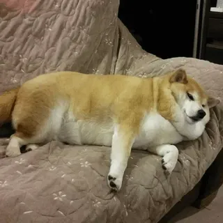 🐾 Hund, Shiba Inu, Tier, Haustier, Säugetier, Couch whatsapp sticker