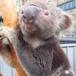 🐨 koala, animal, marsupial, australia, wildlife, cute, tree, nature telegram sticker