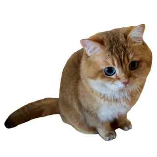 😮 cat, animal, pet, cute, domestic cat, golden cat telegram sticker