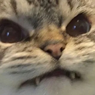 😂 gatto, gattino, animale, animale domestico, carino, felino telegram sticker