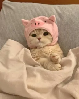 🐷 猫, 子猫, 豚の帽子, 動物, かわいい, ペット whatsapp sticker