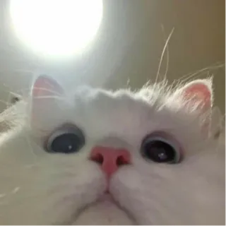 🙂 Katze, weiße Katze, Haustier, Tier, süß, flauschig telegram sticker