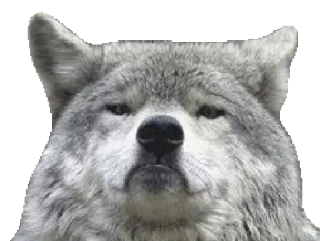 😒 wilk, zwierzę, ssak, dzika przyroda, natura telegram sticker