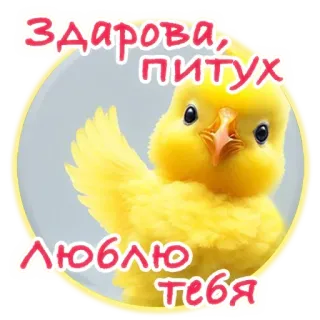 👋 Здарова, петух
Люблю тебя курица, приветствие, любовь, русский, нецензурная лексика, стикер telegram sticker