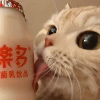 😺 gato, yakult, bebida, comida, língua whatsapp sticker