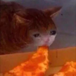 🍕 cat, pizza, meme, sad, crying whatsapp sticker