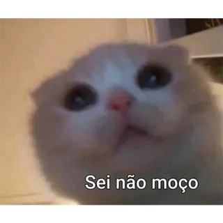😯 Sei não moço chat, chaton, mignon, mème, incertain telegram sticker