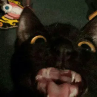 😜 gato, gato preto, animal, animal de estimação, engraçado, bobo, animal doméstico, gato preto de boca aberta whatsapp sticker
