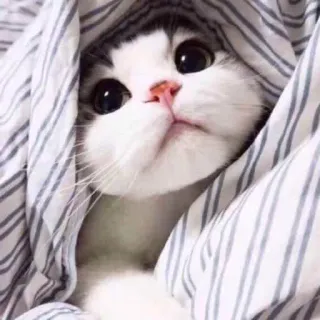🐱 kot, słodki, kociak, koc, zwierzę, zwierzak, uroczy telegram sticker