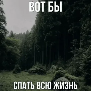 😴 ВОТ БЫ СПАТЬ ВСЮ ЖИЗНЬ floresta, sono, natureza, árvores, paisagem telegram sticker