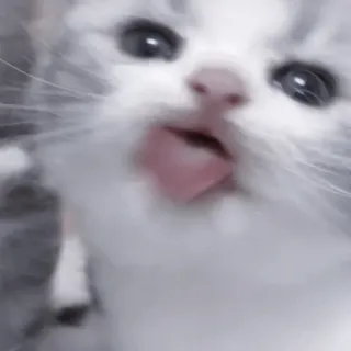 🐈‍⬛ kätzchen, katze, tier, süß, haustier, lustig telegram sticker