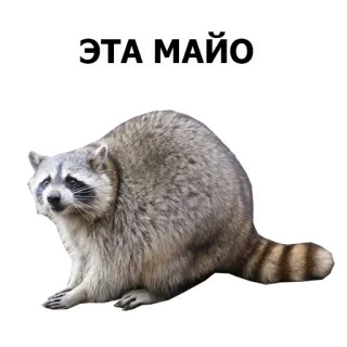 🤗 ЭТА МАЙО raccoon, animal, mammal telegram sticker