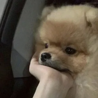😶 perro, animal, lindo, mascota, pomerania telegram sticker