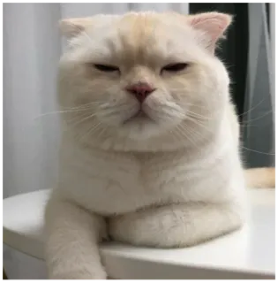 🙄 gatto, animale, animale domestico, gatto bianco, mammifero, gatto domestico whatsapp sticker