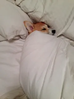 😪 corgi, anjing, tidur, tempat tidur, nyaman, selimut, bantal telegram sticker
