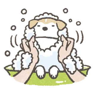 🚿 강아지, 목욕, 강아지, 비누, 거품, 귀여운, 애완 동물 telegram sticker