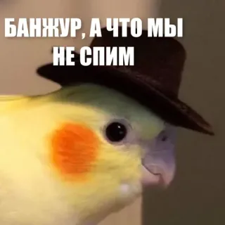🧐 БАНЖУР, А ЧТО МЫ НЕ СПИМ parrot, hat, cockatiel, bird, funny telegram sticker