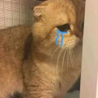 🥺 cat, crying, sad, tears, kitty, feline, animal telegram sticker