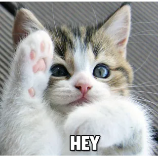 👐 HEY gato, gatito, animal, lindo, oye, amigable telegram sticker