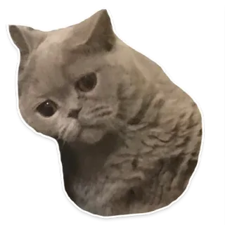 🐱 gato, gatito, lindo, animal, mascota, gato doméstico telegram sticker