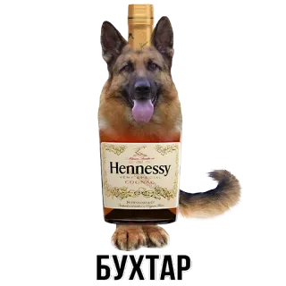 🐕 БУХТАР dog, alcohol, Hennessy, cognac, german shepherd, boozedog whatsapp sticker