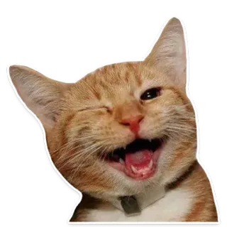 😜 gato, animal, pegatina, naranja, guiño, feliz, gracioso telegram sticker