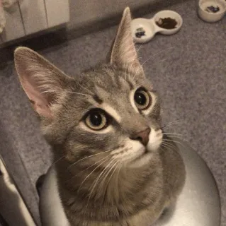 🙂 Katze, graue Katze, Haustier, Tier, Säugetier telegram sticker