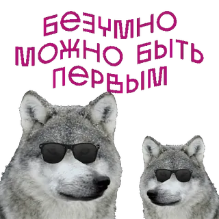 🐺 бесплатно можно быть первым Sói, Kính, Động vật, Meme, Hài hước, Nga whatsapp sticker