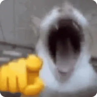 🌟 chat, pointant, animal, mème, drôle whatsapp sticker