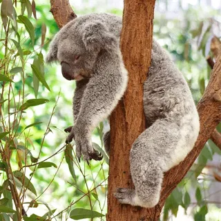 🐨 koala, animal, wildlife, australia, tree, mammal, marsupial, cute telegram sticker