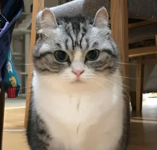 😒 cat, animal, domestic, mammal whatsapp sticker