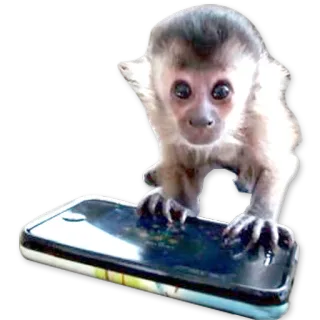 🐒 Affe, Tier, Smartphone, Süß, Kapuzineraffe whatsapp sticker
