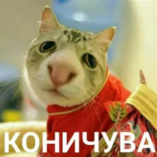 🇯🇵 КОНИЧУВА 고양이, 웃긴, 밈, 동물, 곤니찌와 telegram sticker
