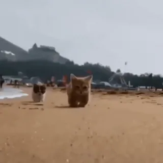 🙈 kitten, cat, beach, sand, animals, cute telegram sticker