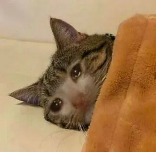 🌟 chat, triste, pleurs, animal, animal de compagnie, mème telegram sticker