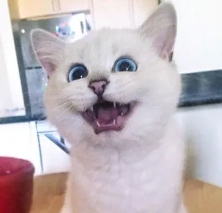 😸 kat, kitten, dier, huisdier, schattig, grappig telegram sticker