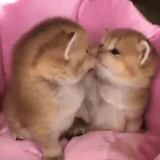 😘 kittens, cats, animals, cute, pets, golden, fluffy whatsapp sticker